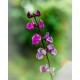 Lathyrus